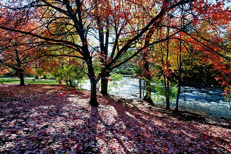 Michigan State Spartans Postcard - Red Cedar